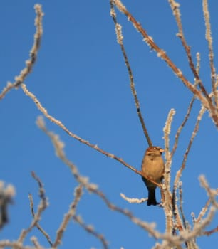Little bird in the tree (or maybe rose bush)