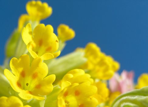 Beautiful yellow flowers on blue background