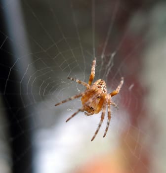 A spider on its web