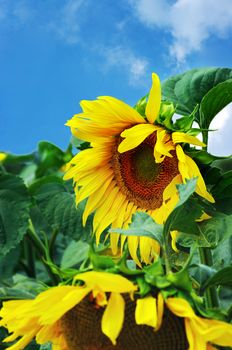 amazing sunflower and blue sky background