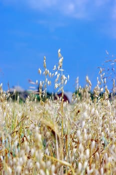 A photo of oats in summertime