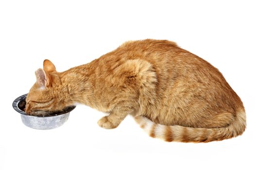 small cat and feeding dish isolated on white
