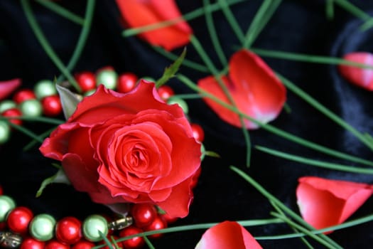 Valetines day rose with bracelet and petals