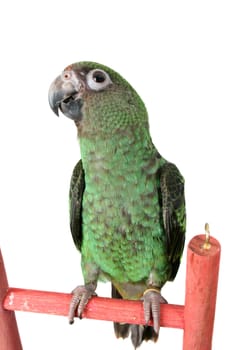 6 month old Jardine parrot on a white background
