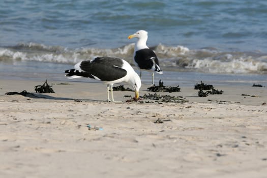 Two seagulls on the beach, looking for food