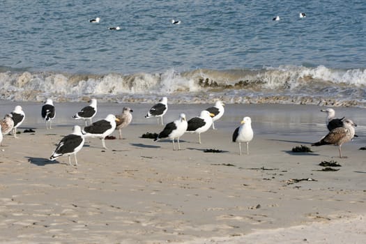 Flock of Seagulls standing on the beach
