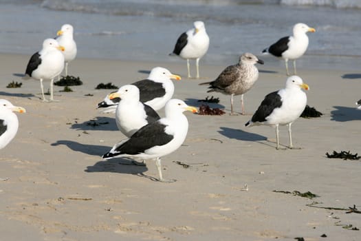 Flock of Seagulls standing on the beach