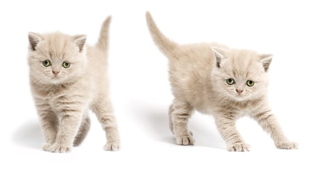 Two kittens with yellow eyes  on white background
