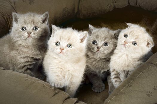 Four kittens sitting in basket together.