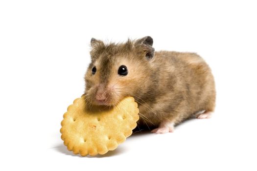 Hungry hamster eating cookie. On white background isolated.