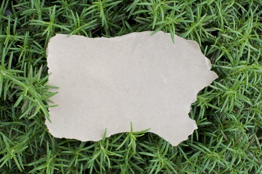 A blank piece of paper sits on a rosemary bush.  There is plenty of copy space.