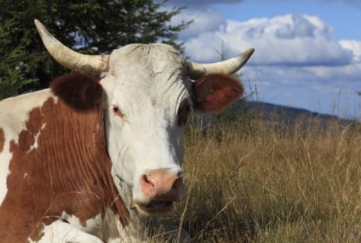 POrtrait of a cow resting in a mountainous area.