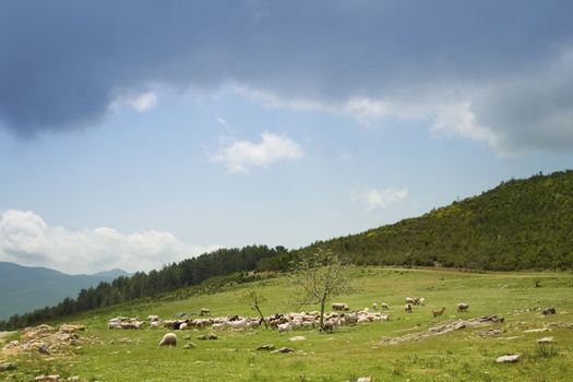 Sheep herd on mountain plateau pasture