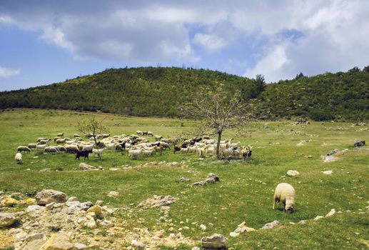 Sheep herd on mountain plateau pasture