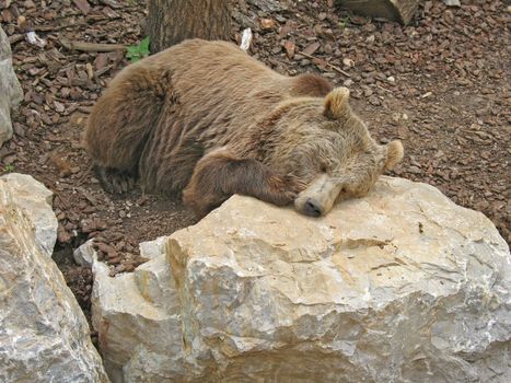 Brown bear that reposes with is head resting on the rocks
