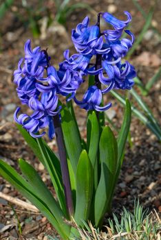 Blue hyacinths (Hyacintus orientalis) flower in bloom. Beautiful spring flora.