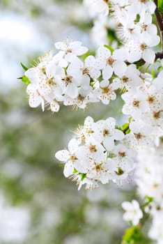 Blooming spring tree background, a close-up of white cherry flowers