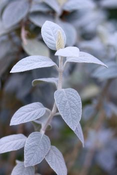 Grey barleria (Barleria albostellata) with velvety silver-grey leaves 