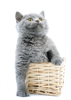kitty with yellow eyes sits in a basket