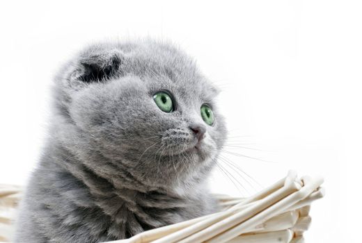 kitty with green eyes sits in a basket
