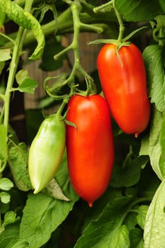 Two ripe plum tomatoes and an unripe one growing on the vine.