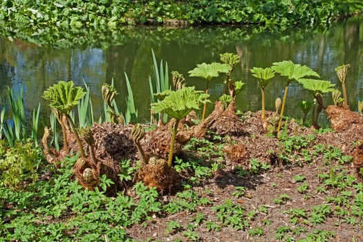 gunneras on the edge of water, spring saison