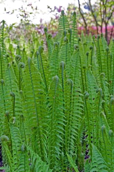 fern spirals being opened in early spring