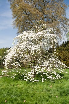 beautiful dogwood blossoms in spring, in a park