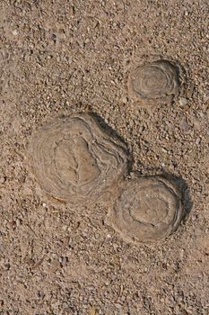 resurgence of roots taxodiums  on soil