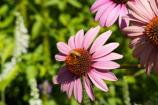 Macro of honey bee at work on a echinacea flower