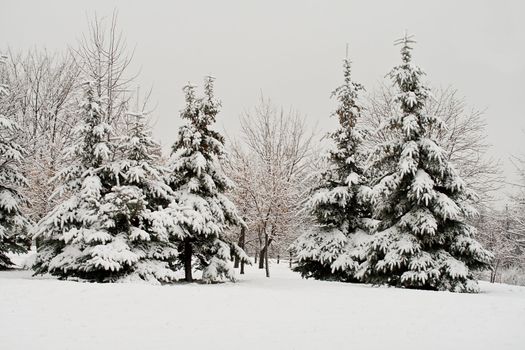 december fir forest covered with snow