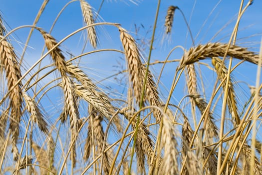 close-up wheat ears on blue sky background