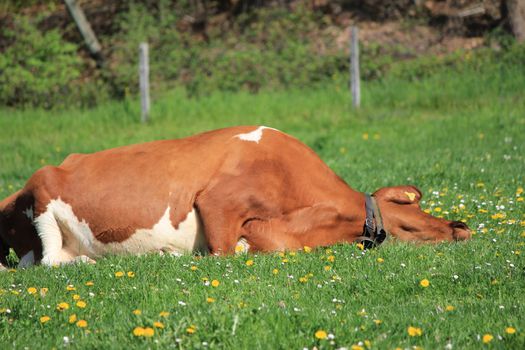 cow brown and white
