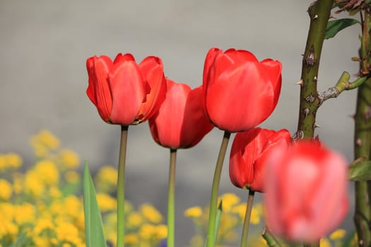 tulip red and flowers