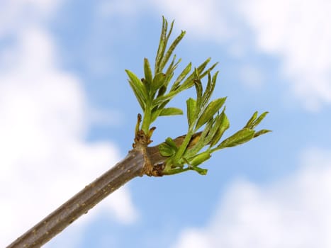 Fragment of the elder branch of a new spring green shoots against the blue sky with clouds