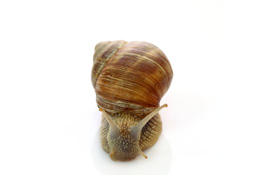 Snail with shell on bright background