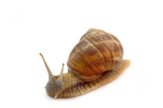 Snail with shell on bright background