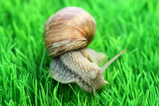 Snail with shell on green background