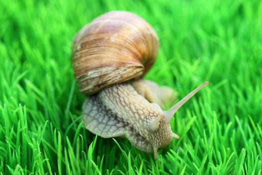 Snail with shell on green background