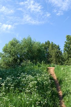 Footpath on green hill in summer day