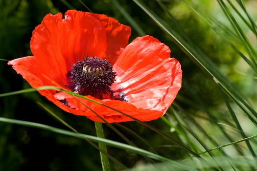 Close up of a pretty single poppy in the grass.