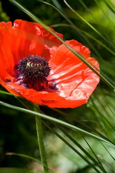 Close up of a pretty single poppy in the grass.