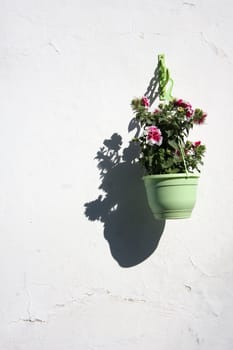 Flowerpot on a white wall