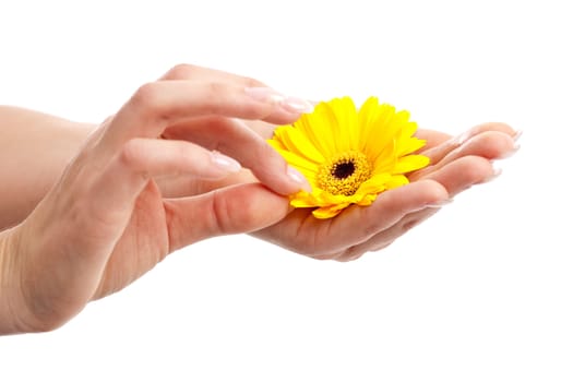 Woman hand with long fingernails picking petals from a flower