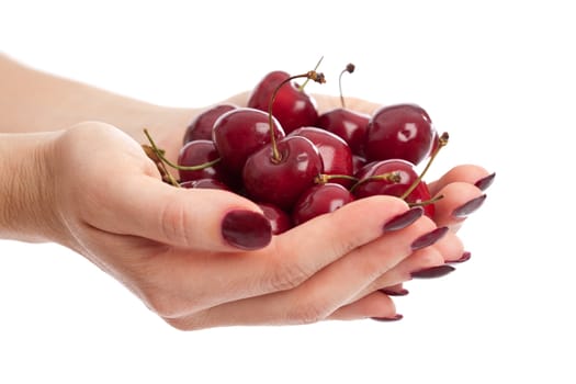 Woman hands with long red fingernails holding fresh cherries