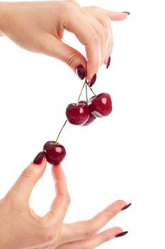 Woman hands picking cherries on white background