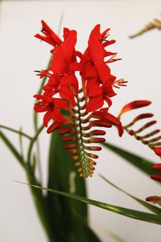Flower of the Crocosmia "Lucifer" plant