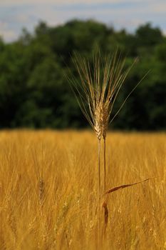 A spike of barley stands out from the rest of the crop in a French field
