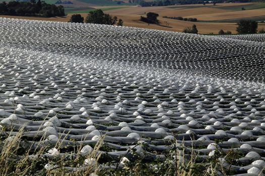 Melon plants under cloches near Lectoure in SW France - the plastic covering optimises soil temperature and the crop is planted on sloping ground for good drainage