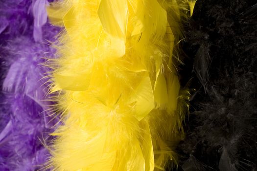 Plumage of duck yellow and black for wearing